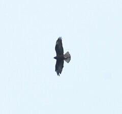Buteo galapagoensis