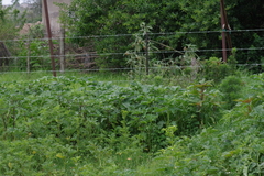 Datura stramonium