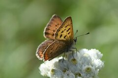 Tharsalea dorcas sangremar