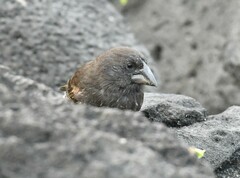 Geospiza conirostris