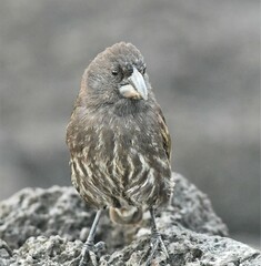 Geospiza conirostris