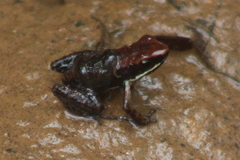 Epipedobates boulengeri