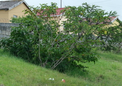 Solanum chrysotrichum