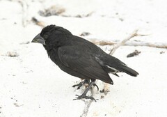 Geospiza conirostris