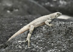 Microlophus delanonis