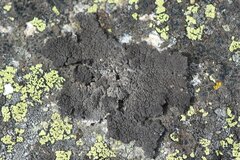 Umbilicaria hyperborea