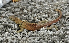 Microlophus delanonis