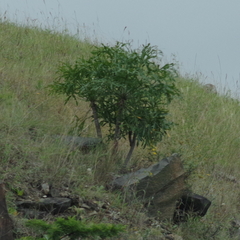 Cussonia spicata