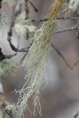Usnea cavernosa