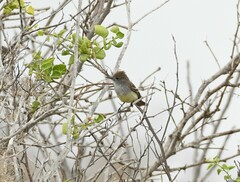 Myiarchus magnirostris