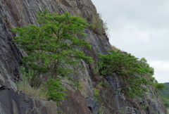 Vachellia karroo