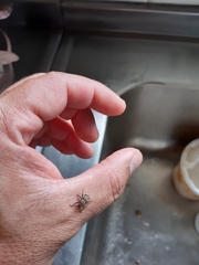 Pantomorus postfasciatus