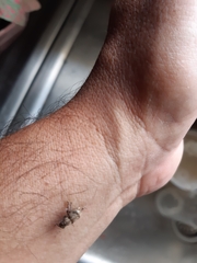 Pantomorus postfasciatus