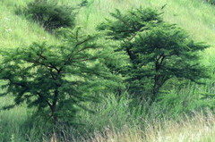 Vachellia karroo