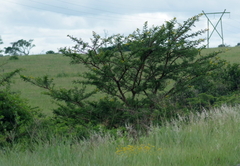 Vachellia karroo