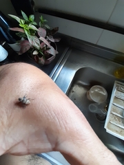 Pantomorus postfasciatus