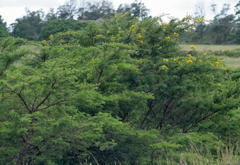 Vachellia karroo