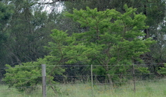 Vachellia karroo