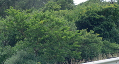 Vachellia karroo
