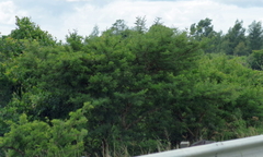 Vachellia karroo