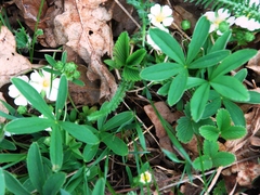 Potentilla alba