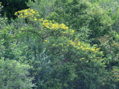 Vachellia karroo