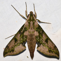 Xylophanes zurcheri