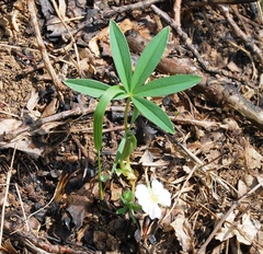 Potentilla alba