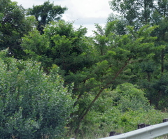 Vachellia karroo