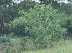 Solanum mauritianum