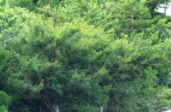 Vachellia karroo