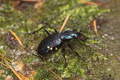 Carabus intricatus