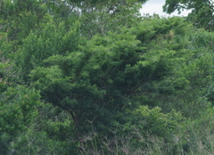 Vachellia karroo