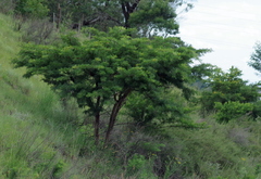 Vachellia karroo