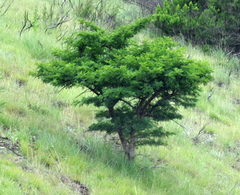 Vachellia karroo