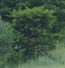 Vachellia karroo