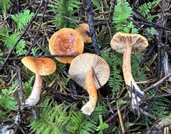 Lactarius subviscidus