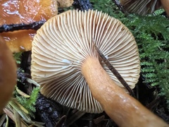 Lactarius subviscidus
