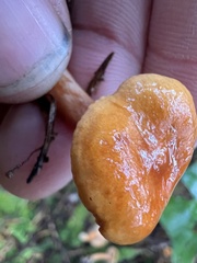 Lactarius subviscidus