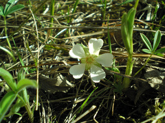 Potentilla alba
