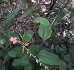 Plumbago indica