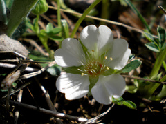 Potentilla alba