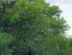Cestrum laevigatum