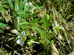 Potentilla alba