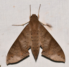 Pachylioides resumens