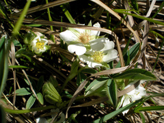 Potentilla alba