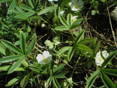 Potentilla alba