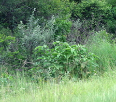 Berkheya bipinnatifida