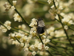 Osca albithorax