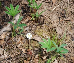 Potentilla alba